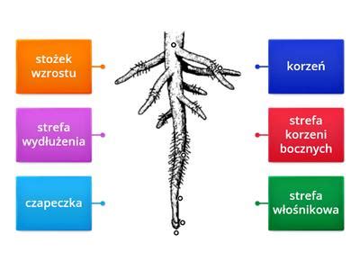 Biologia Budowa I Rola Szkieletu Osiowego Materia Y Dydaktyczne