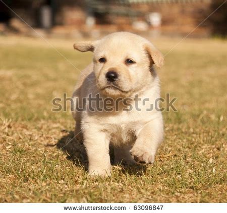 White Labrador puppy runs on grass in sunshine | Labrador puppy ...