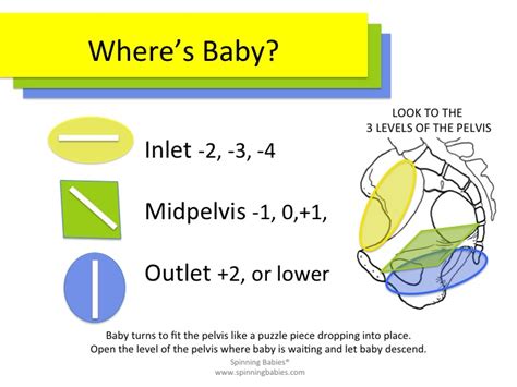 Levels Of The Pelvis Spinning Babies