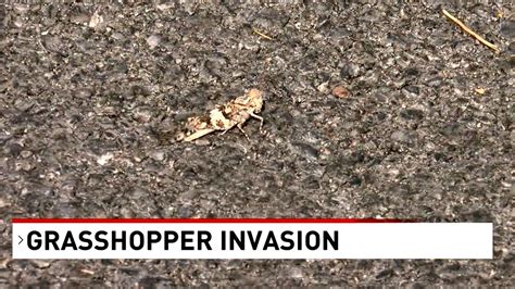 Invasion Of The Las Vegas Grasshoppers