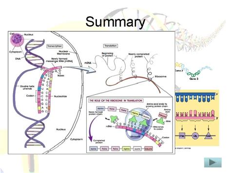 The Cellular Basis Of Gene Expression Understanding The Genetic Code
