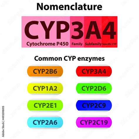 CYP Cytochrome P450 Nomenclature And Examples Of Common Enzymes