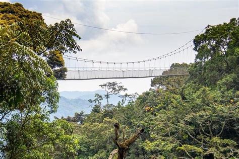 Tripadvisor Tage Canopy Walk Und Chimpanzee Trekking Zur Verf Gung