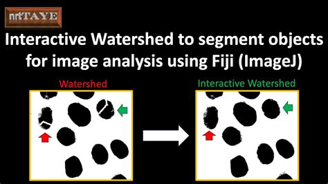 Interactive Watershed To Segment Objects For Image Analysis Using Fiji