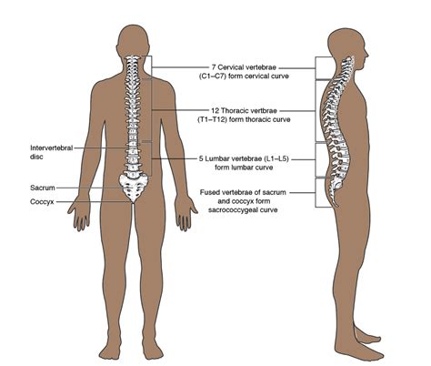 Introduction To The Musculoskeletal System Introduction To Health