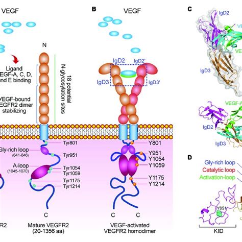 Vegfvegfr 2 Mediated Signaling Pathways During Angiogenesis A