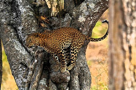 _Bandipur National Park: Discover 7 Untamed Wildlife Wonders of India_