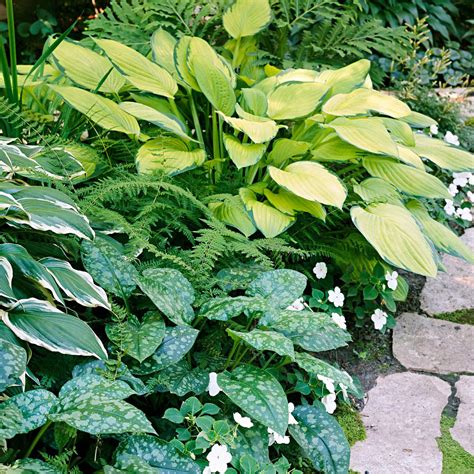 shady flower plants 9