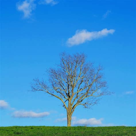 Premium Photo Bare Tree On Field Against Blue Sky