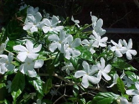 Fragrant Jasmine Plant Arabian Tea Flower Garden Patio Balcony Indoor