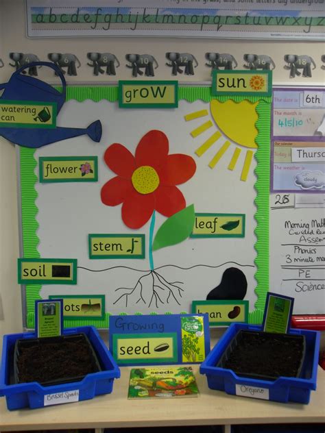 Growing Plants Education Science Bulletin Boards Kindergarten