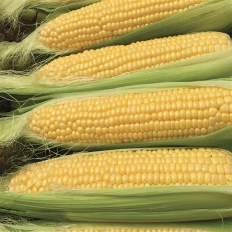 Sweet Corn Moonshine Yellow Hybrid Treated New Items J W Jung Seed