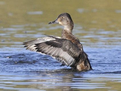 Ring-necked Duck, Identification, All About Birds - Cornell Lab of ...