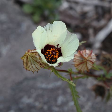 Flower Of An Hour Hibiscus Trionum Flower Of An Hour Wi… Flickr