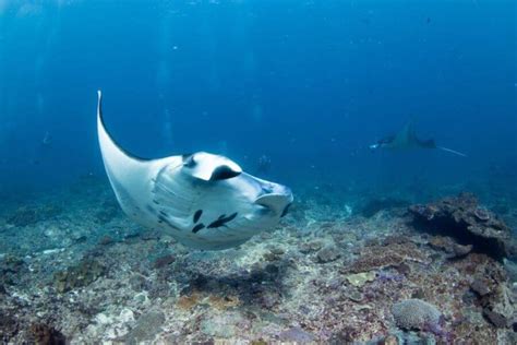 Hawaiian Animals: 23 Most Common Animals In Hawaii