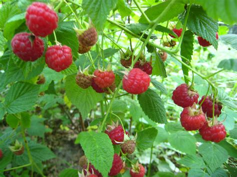 Lampone Rubus Idaeus Frutto E Pianta Fitoterapica Notizie In Vetrina