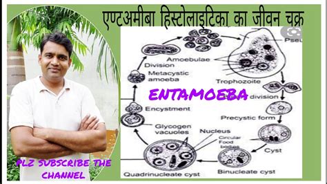 Entamoeba Diagram Class 12