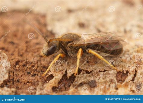 Detailed Closeup On A Male Small Female Bronze Furrow Bee Halictus