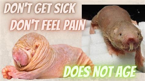 The Mammal That Doesn T Get Sick Doesn T Feel Pain And Doesn T Age