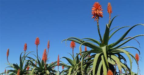 Our Process - Lily of the Desert