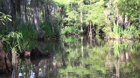 Honey Island Swamp Tour 1080 Youtube