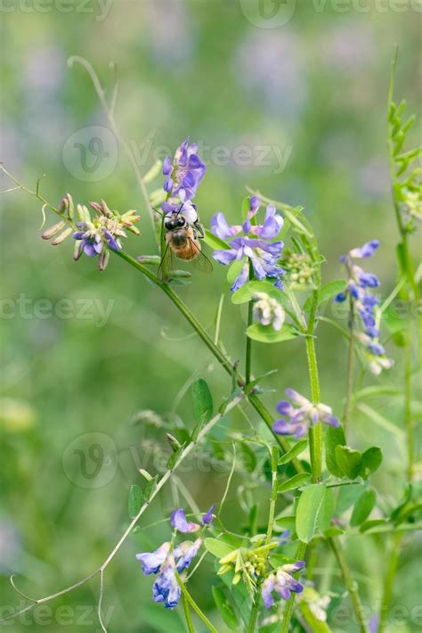 A bee pollinating a Vicia villosa flower in Texas. 21510554 Stock Photo