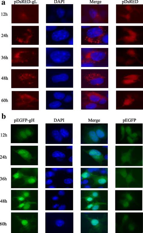 Intracellular Localization And Expression Phase Of DEV GH And GL