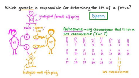 Lesson Determining Sex In Humans Nagwa