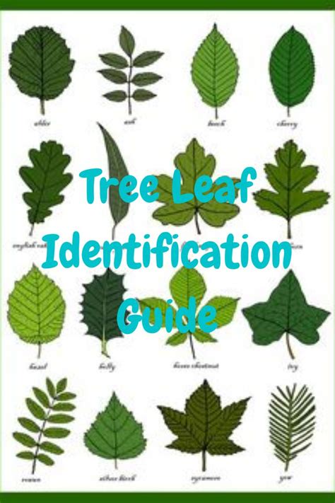 4 Oak Tree Leaf Identification Keys