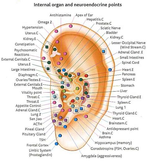 Acupuncture Ear Reflexology Acupressure Points