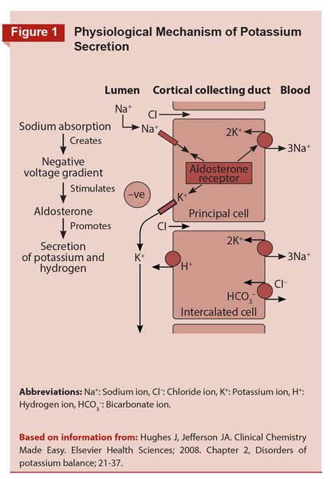 Sodium And Potassium Balance