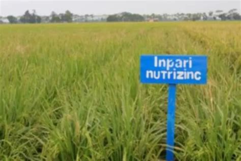 Dinas Pertanian Purwakarta Kembangkan Padi Nutrizinc Siapkan Lahan