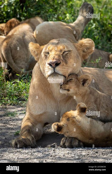 Female Lion Protecting Cubs Hi Res Stock Photography And Images Alamy