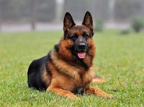 600 Best German Shepherd Names - Male Female Name Ideas | PetPress ...