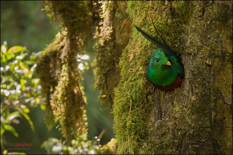 Resplendent Quetzal Bird Photo Call And Song Pharomachrus Mocinno