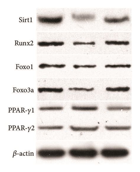 Ezp Upregulated Protein Levels Of Sirt Runx Foxo And Foxo A And