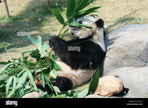 Panda eating bamboo Stock Photo - Alamy