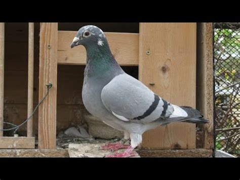 Impoted Pigeon Racing Pigeon Awan Loft Kalapati Racer Pigeon