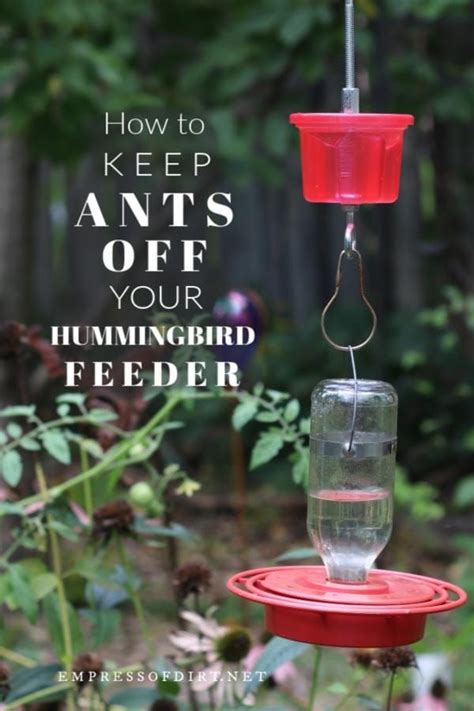 Hummingbird Feeder Ants - In Fronthouse