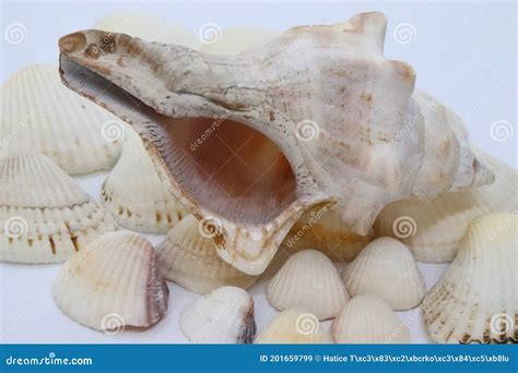 Natural Sea Shells White Background Stock Image Image Of Isolated