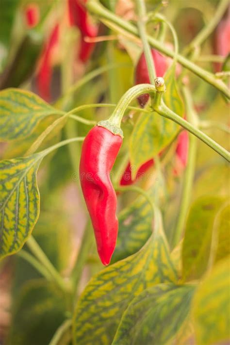 A Bed Of Red Hot Pepper In The Greenhouse Stock Photo Image Of Agriculture Color 291216778