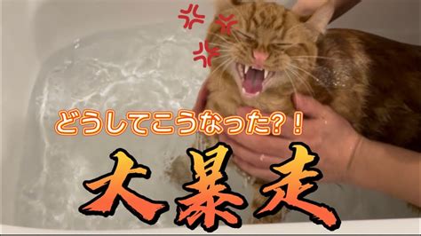 【猫のお風呂】お風呂に入って大暴走した猫がこちら Youtube