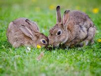 Paris les lapins de garenne sont désormais libres de gambader aux