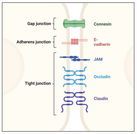 Investigating Intercellular Channels: Focus on Gap Junctions | AAT Bioquest