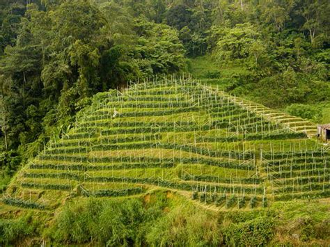 File:Malaysia-tea plantation.jpg - Wikipedia