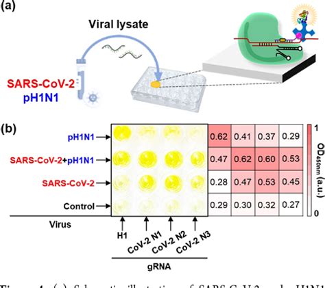 Figure From Colorimetric Detection Of Sars Cov And Drug Resistant