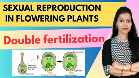 Double Fertilization Sexual Reproduction In Flowering Plants Class 12