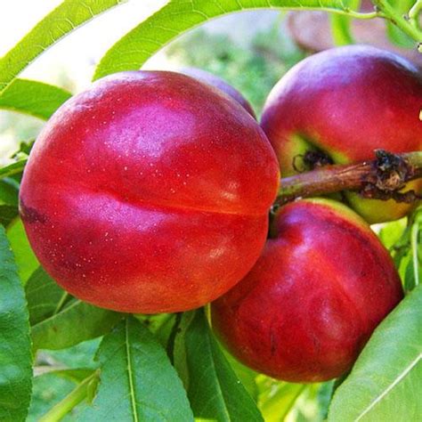 ᐉ Нектарин Florium Ванг-8 (18875) • Купить в Киеве, Украине • Лучшая ...