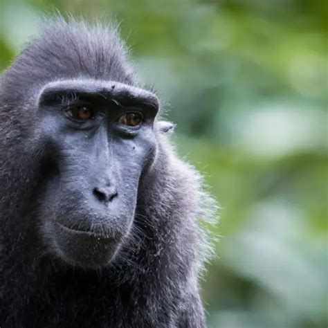 Celebes Crested Macaque - Facts, Diet, Habitat & Pictures on Animalia.bio