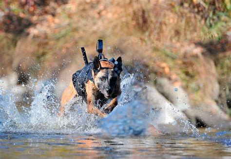 Us Military Dogs In Action The Washington Post